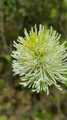 Fothergilla major