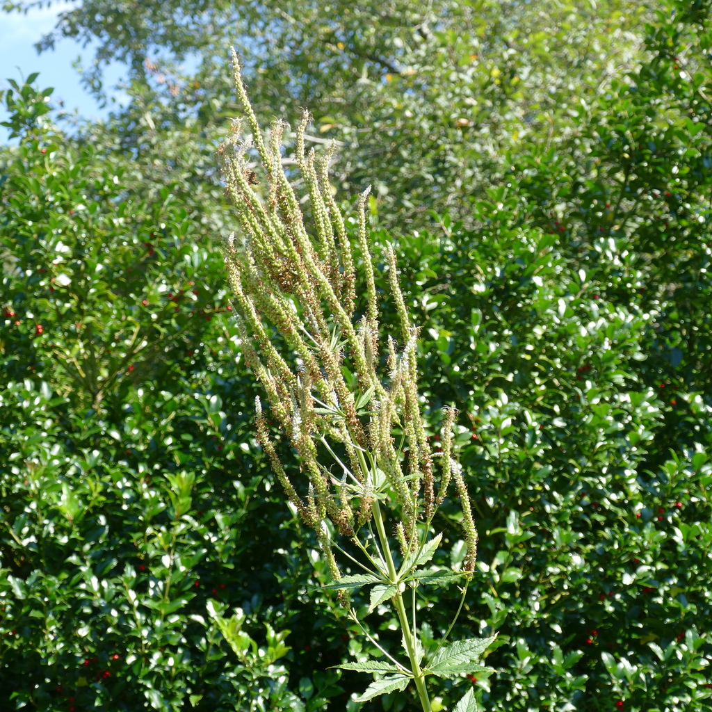 Veronicastrum virginicum, Bedford, NY 10506, USA