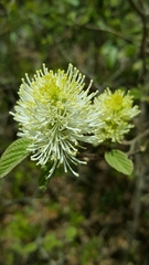 Fothergilla major