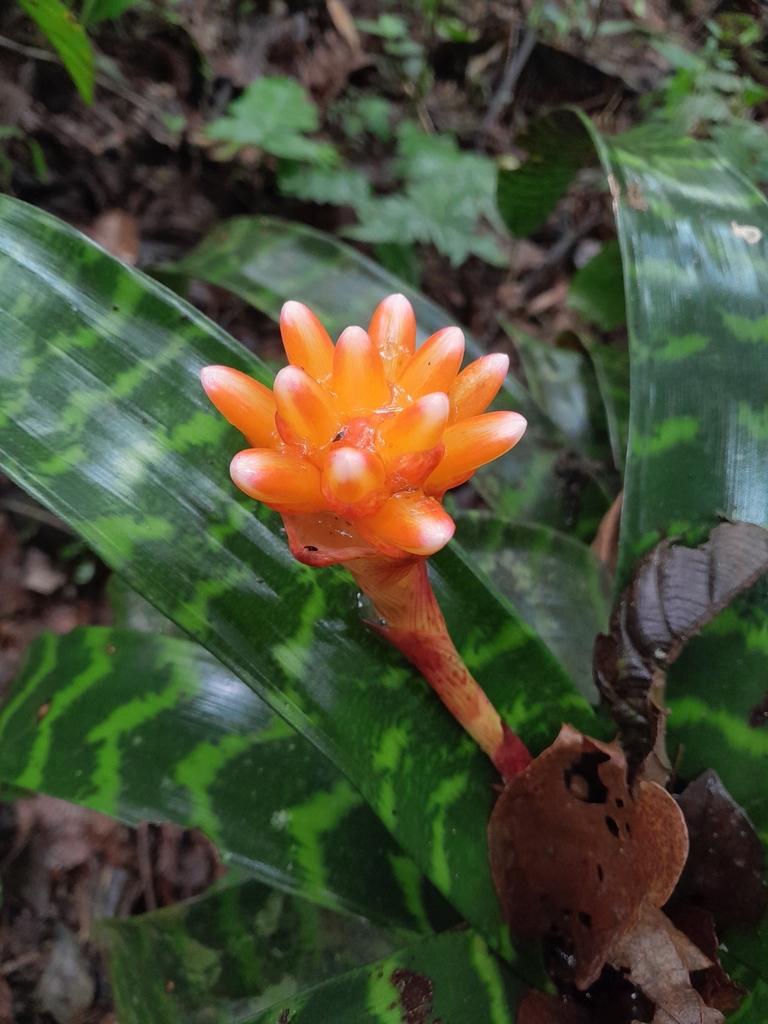 Guzmania musaica