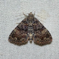 Metalectra richardsi