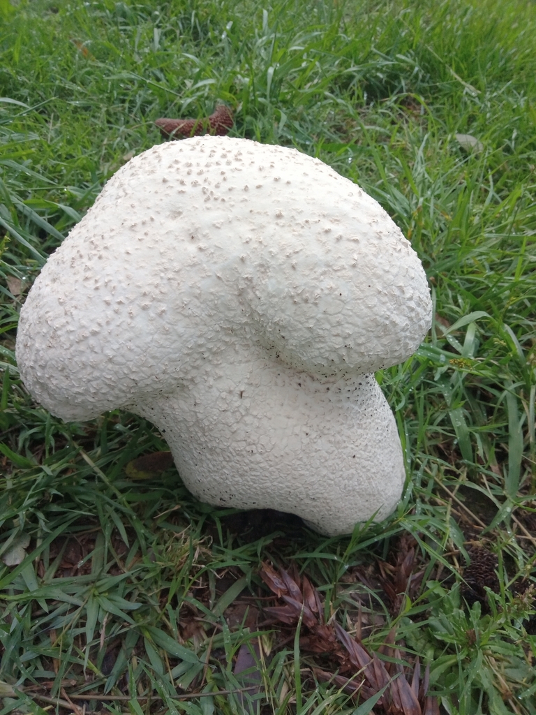 Calvatia cyathiformis · November 2023 · photo: © matiascabezas (iNaturalist, cc-by)