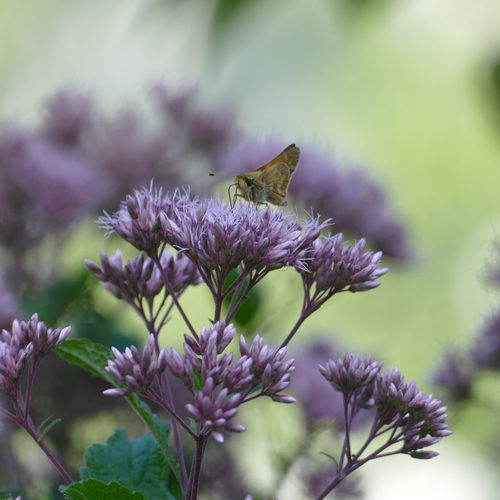 Huron Skipper photo 6