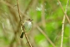 Atalotriccus pilaris