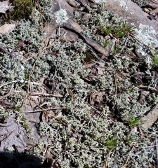 Phemeranthus mengesii