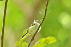 Atalotriccus pilaris