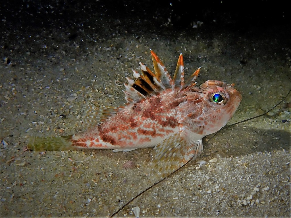 Little Gurnard Perch