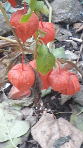 Physalis alkekengi iNat (2)