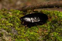 Pseudoglomeris nigra