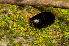 Pseudoglomeris nigra