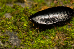 Pseudoglomeris nigra