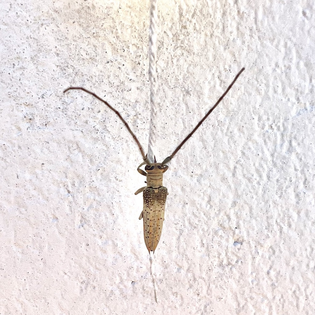 Phaula lichenigera
