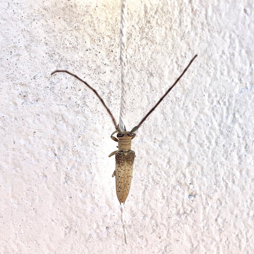 Phaula lichenigera