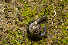 Petalochlamys