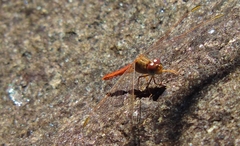 Crocothemis divisa