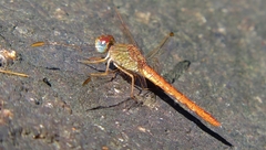 Crocothemis divisa