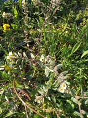 Alkanna corcyrensis