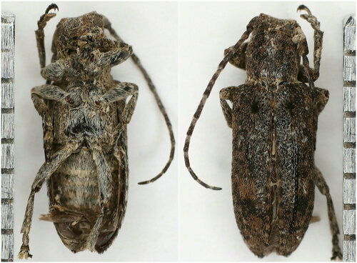 Pterolophia angusta multinotata
