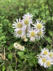 Erigeron pulchellus