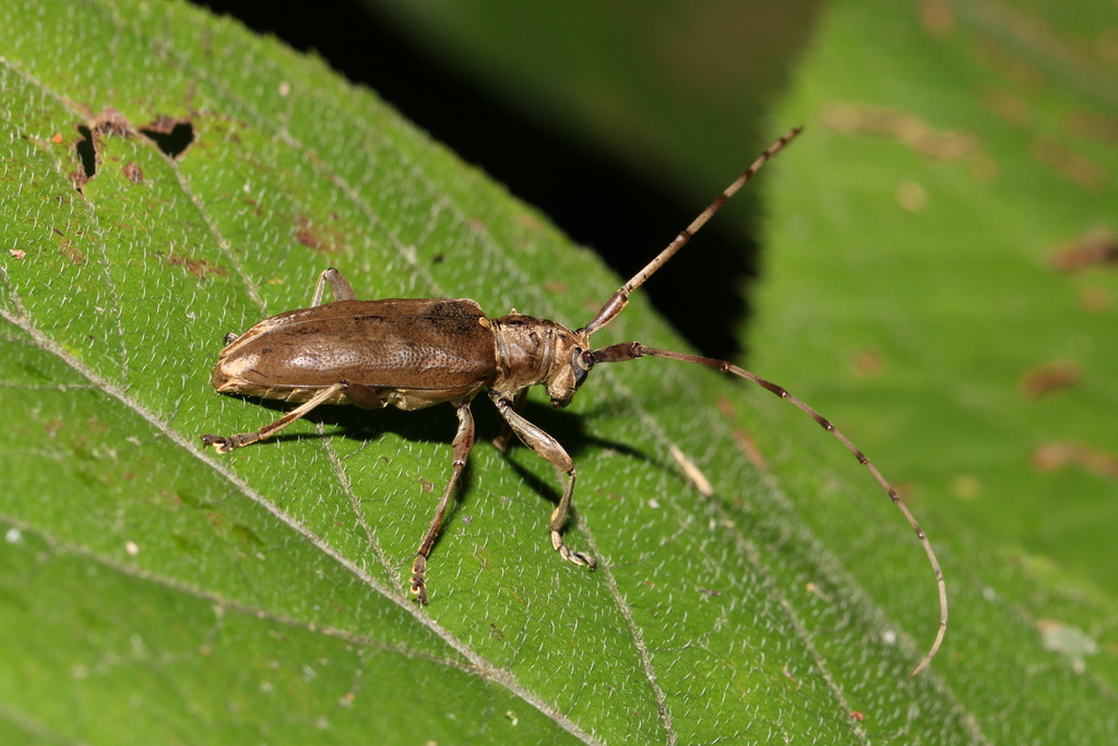 Acalolepta fraudatrix from 日本、〒1930843 東京都八王子市廿里町 on August 5, 2018 at