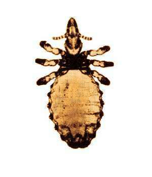 Haematopinus asini
