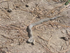 Crotalus triseriatus