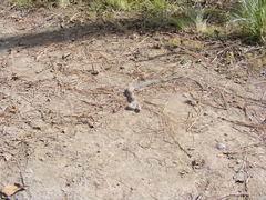 Crotalus triseriatus