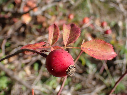 Image of Rosa marginata by (c) Milan Chytrý, some rights reserved (CC BY)