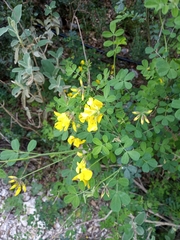 Hippocrepis emerus emeroides