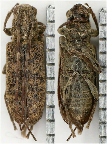Xenolea asiatica