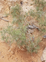 Haloxylon salicornicum