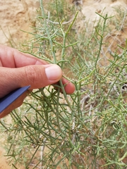 Haloxylon salicornicum