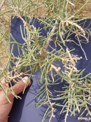 Haloxylon salicornicum