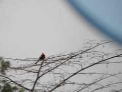 Icterus cucullatus igneus