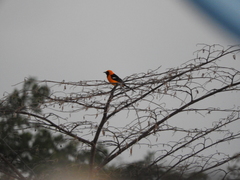 Icterus cucullatus igneus