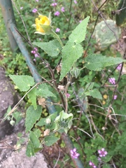 Abutilon fruticosum