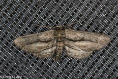 Holochroa dissociarius