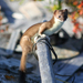 Eurasian Stoat - Photo (c) Bering Land Bridge National Preserve, some rights reserved (CC BY)