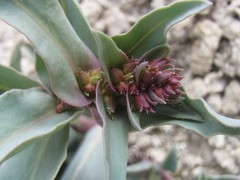 Penstemon immanifestus