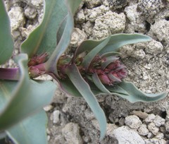 Penstemon immanifestus