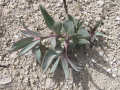 Penstemon immanifestus