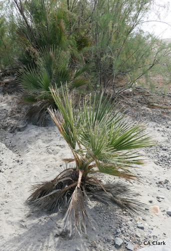 California Fan Palm seedling