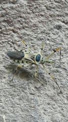 Zelus armillatus