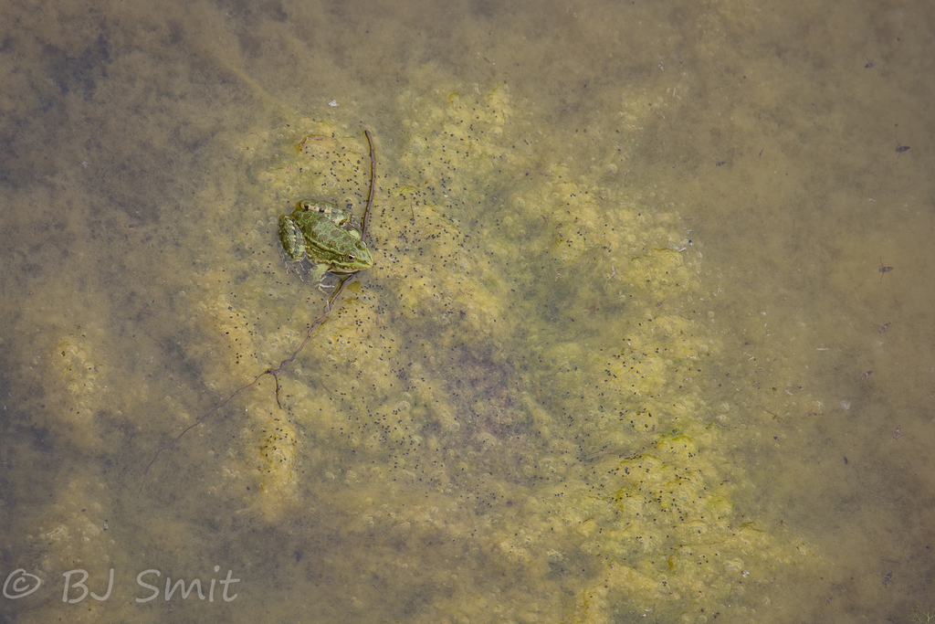 Bedriaga's Frog
