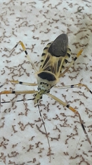 Zelus armillatus