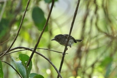 Hemitriccus margaritaceiventer