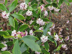 Daphne odora