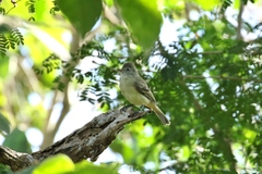 Camptostoma obsoletum