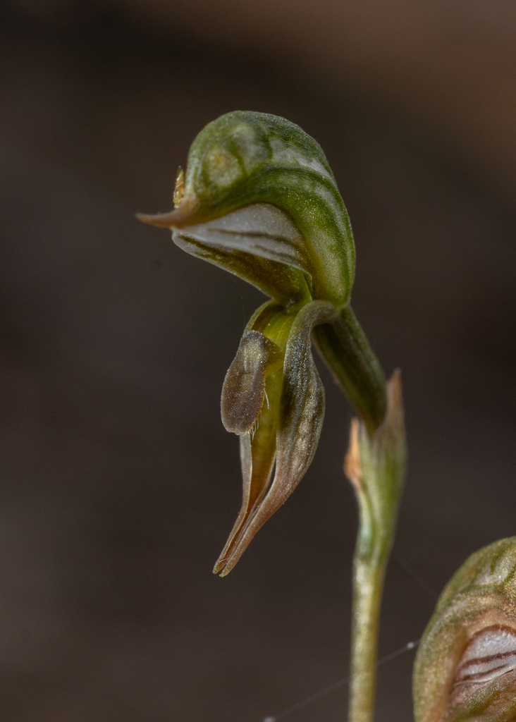 Pterostylis pusilla
