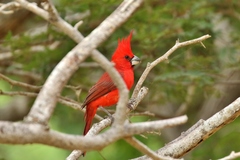Cardinalis phoeniceus